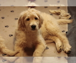 Small #2 Goldendoodle