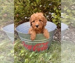 Small #2 Cockapoo