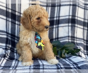 Goldendoodle-Poodle (Miniature) Mix Puppy for sale in CEDAR LANE, PA, USA