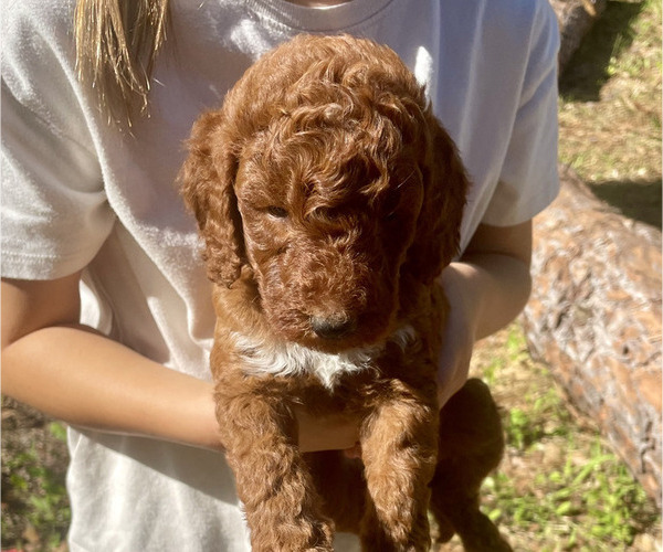 Medium Photo #1 Labradoodle Puppy For Sale in JACKSONVILLE, FL, USA