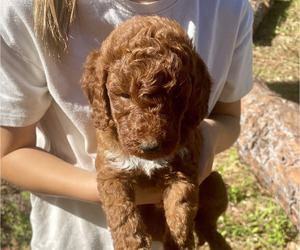 Labradoodle Puppy for sale in JACKSONVILLE, FL, USA