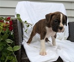 Small #4 Boxer