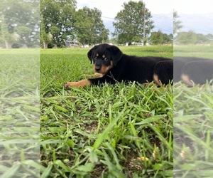 German Shepherd Dog Puppy for sale in ELIZ CITY, NC, USA