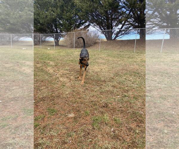 Medium Photo #3 Eurasier-German Shepherd Dog Mix Puppy For Sale in Front Royal, VA, USA