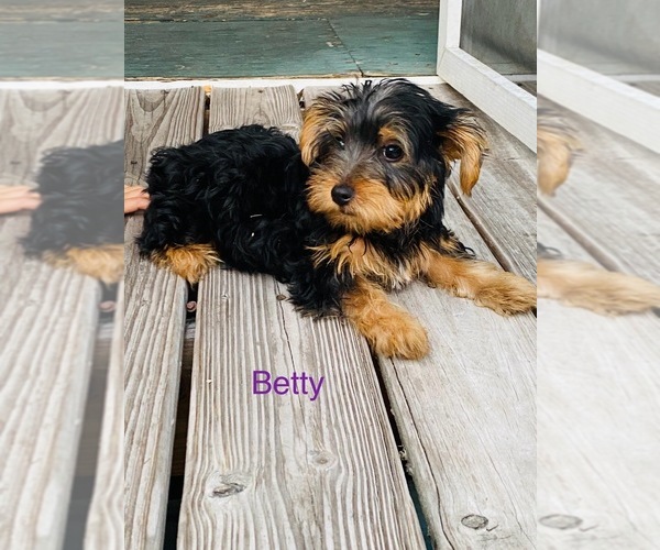 Medium Photo #5 Yorkshire Terrier Puppy For Sale in PLANT CITY, FL, USA