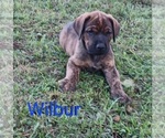 Puppy Wilbur Doberman Pinscher-Mastiff Mix