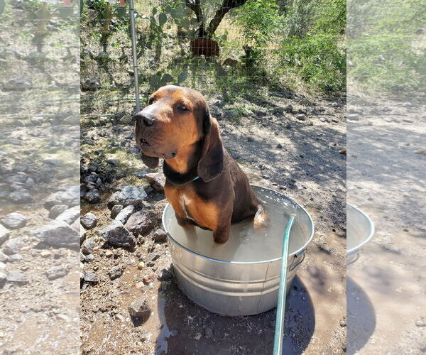 Medium Photo #4 Bluetick Coonhound-Redbone Coonhound Mix Puppy For Sale in Tucson, AZ, USA