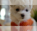 Small Photo #2 Maltese Puppy For Sale in AURORA, IL, USA
