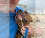 Small #9 American Pit Bull Terrier