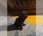 Small Photo #11 Poodle (Toy) Puppy For Sale in MORRISON, CO, USA