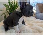 Small #3 Faux Frenchbo Bulldog