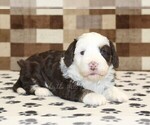 Small #6 Bernedoodle (Miniature)