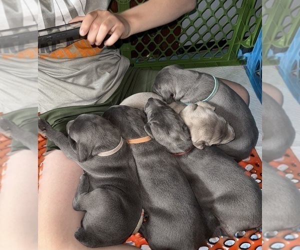 Medium Photo #1 Weimaraner Puppy For Sale in EAGLE GROVE, IA, USA
