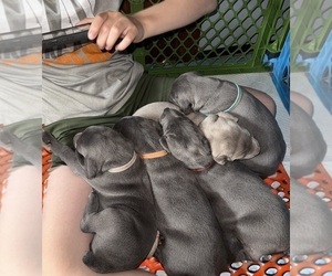 Weimaraner Litter for sale in EAGLE GROVE, IA, USA