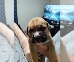 Puppy 4 Boxer-Mastiff Mix