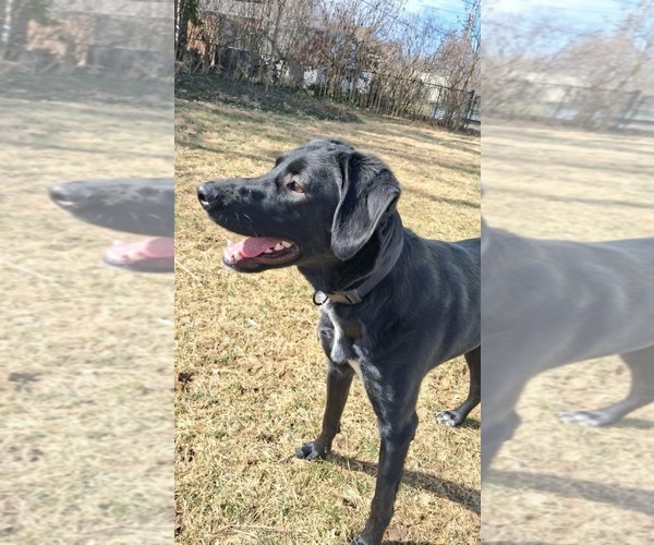 Medium Photo #3 Mutt Puppy For Sale in Germantown, OH, USA