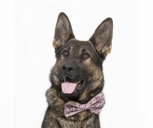 German Shepherd Dog Dogs for adoption in Santa Maria, CA, USA