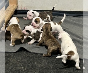 Valley Bulldog Puppy for sale in PUEBLO, CO, USA