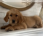 Small Photo #7 Golden Retriever Puppy For Sale in DENTON, TX, USA