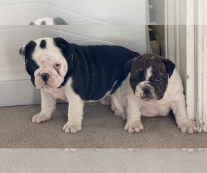 English Bulldogge Puppy for sale in THOMPSON RDG, NY, USA