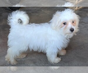 Maltese Puppy for sale in FREDERICKSBURG, OH, USA
