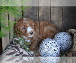 Small Photo #5 Cavapoo mix (+ Poodle Miniature) Puppy For Sale in GREENWOOD, WI, USA