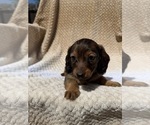 Puppy Girl 2 Dachshund