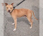 Small #1 American Staffordshire Terrier Mix