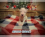 Small Photo #22 Dogo Argentino Puppy For Sale in MODESTO, CA, USA