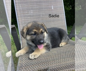 Medium German Shepherd Dog
