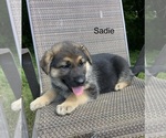 Puppy Sadie German Shepherd Dog