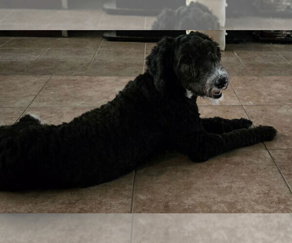 Medium Photo #2 Poodle (Standard)-Unknown Mix Puppy For Sale in San Antonio, TX, USA