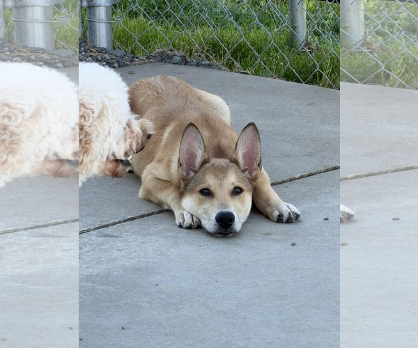 Medium Photo #9 German Shepherd Dog-Unknown Mix Puppy For Sale in Holly Springs, NC, USA