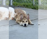 Small #8 German Shepherd Dog Mix