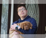 Puppy Puppy 4 Dogue de Bordeaux