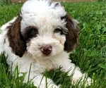 Small #3 Bernedoodle (Miniature)