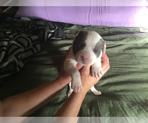 American Pit Bull Terrier Puppy for sale in MARIANNA, FL, USA