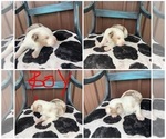 Small Photo #2 F2 Aussiedoodle Puppy For Sale in BLOOMFIELD, MO, USA