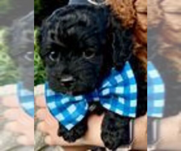 Medium Photo #1 Cavapoo (Miniature) Puppy For Sale in PLANO, TX, USA