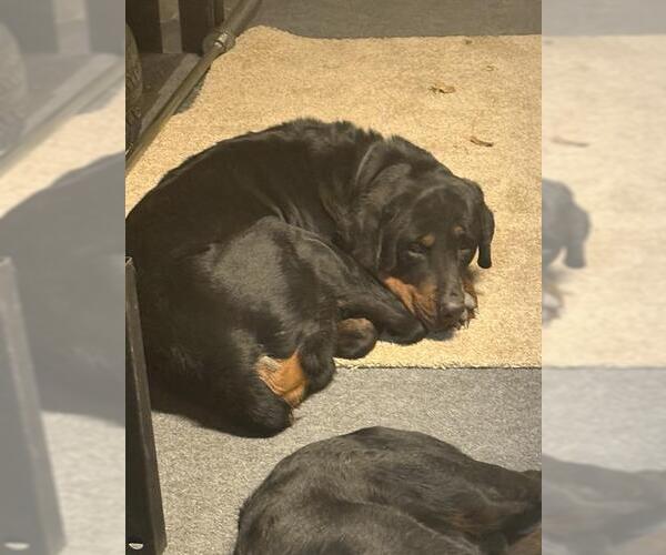 Medium Photo #1 Rottweiler Puppy For Sale in San Antonio, TX, USA