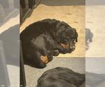 Small Rottweiler