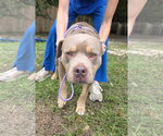Small Photo #8 American Pit Bull Terrier-Unknown Mix Puppy For Sale in Magnolia Springs, AL, USA