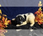 Small Photo #38 Newfoundland Puppy For Sale in AURORA, IN, USA
