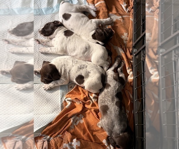 Medium Photo #4 German Shorthaired Pointer Puppy For Sale in CAMDEN, SC, USA