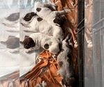 Small #3 German Shorthaired Pointer