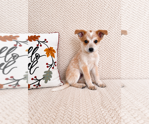 Australian Cattle Dog Puppy for sale in INDIANAPOLIS, IN, USA