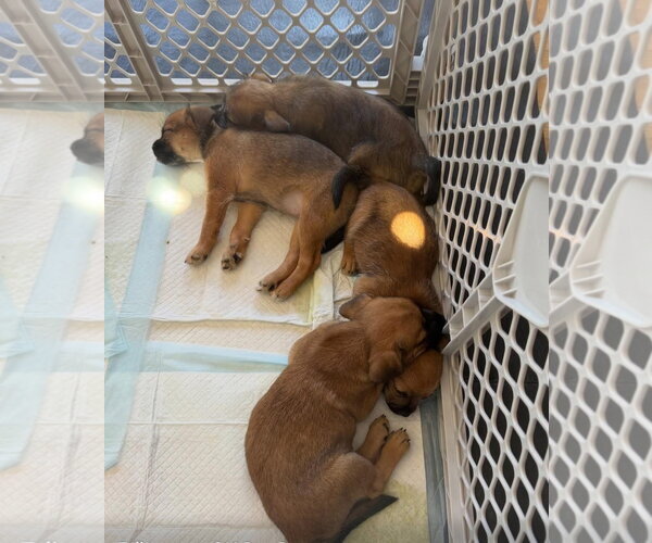 Medium Photo #4 Pominese Puppy For Sale in Grafton, WI, USA