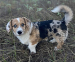 Small Photo #18 American Corgi Puppy For Sale in COLLEGE STATION, TX, USA