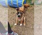 Puppy Blue Australian Shepherd-Siberian Husky Mix