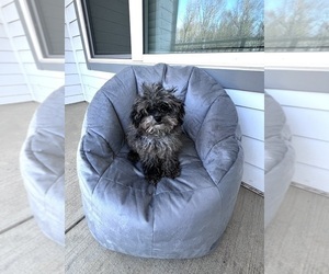 Poodle (Toy) Puppy for sale in CHARLOTTE, NC, USA